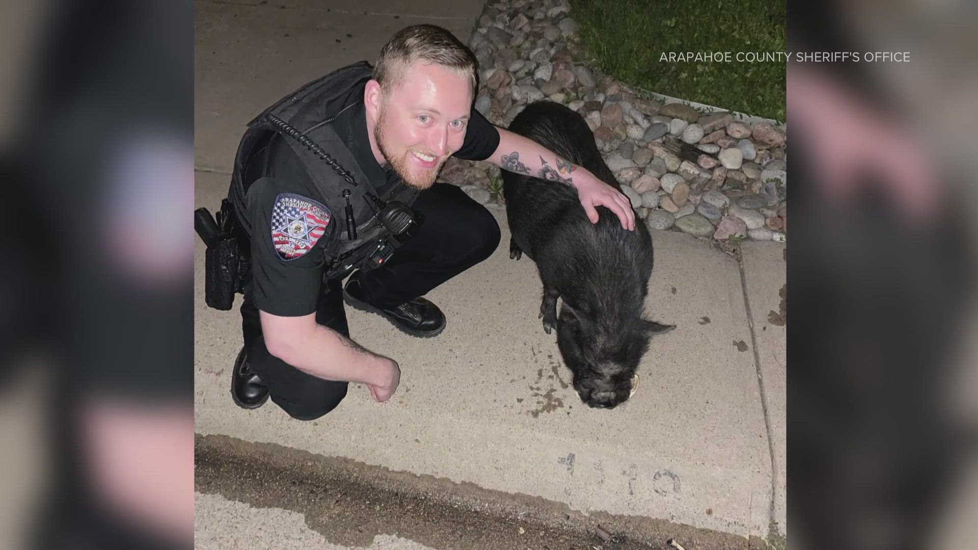 Arapahoe County dispatch received a call of a wayward pig lost on the streets of Centennial.