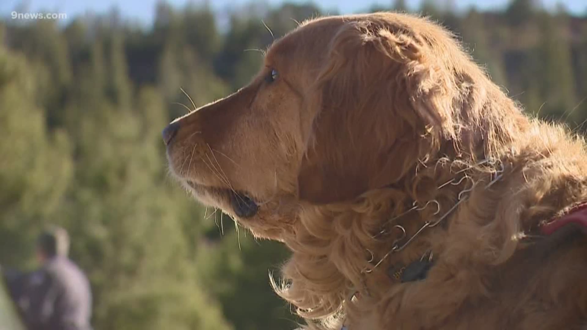 Nearly three dozen dogs from 16 ski areas are taking part in avalanche rescue training ahead of the upcoming Colorado ski season.