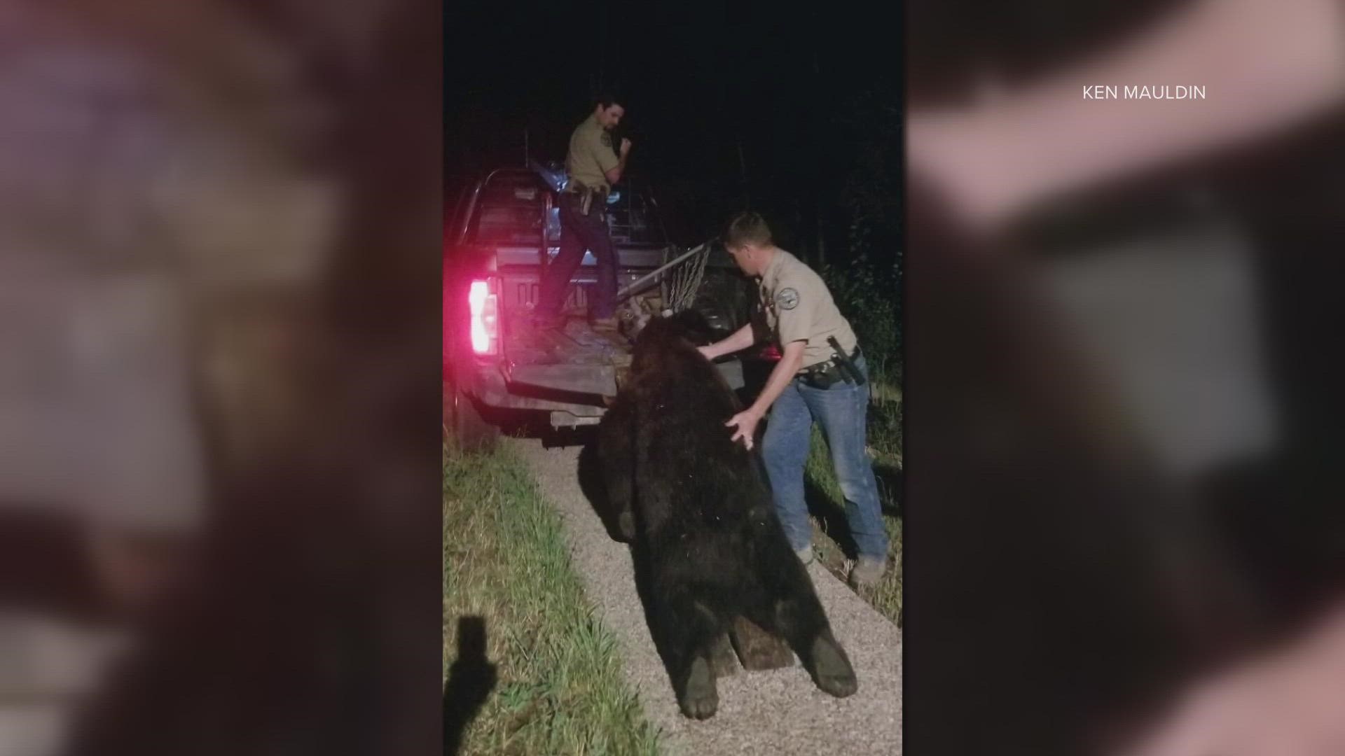 No humans were injured. CPW says that the homeowner had the legal right to shoot the bear if he felt threatened.