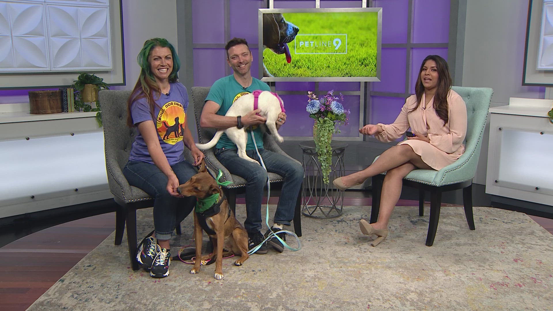 Learn more about Treebor, Aziz and other pets at Soul Dog Rescue!