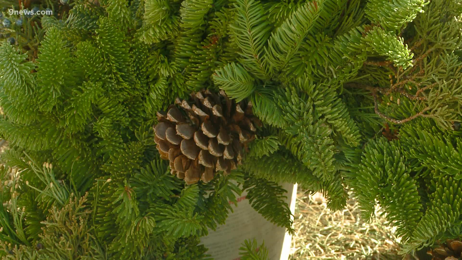 Take care with your evergreens and they'll last through the holidays.