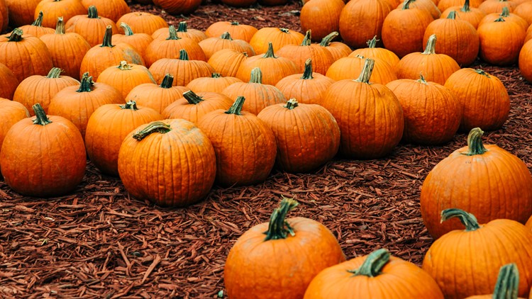 Autumn pumpkins at a pumpkin patch for Halloween decorating fall festival harvest