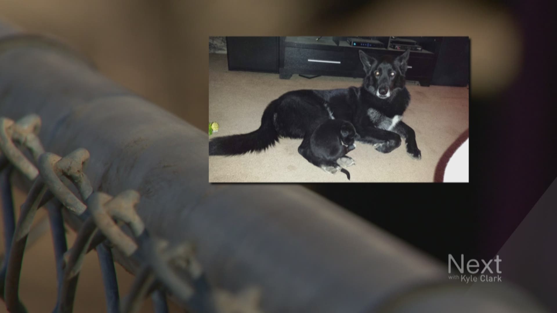 Where are wolfdog hybrids banned around Denver?