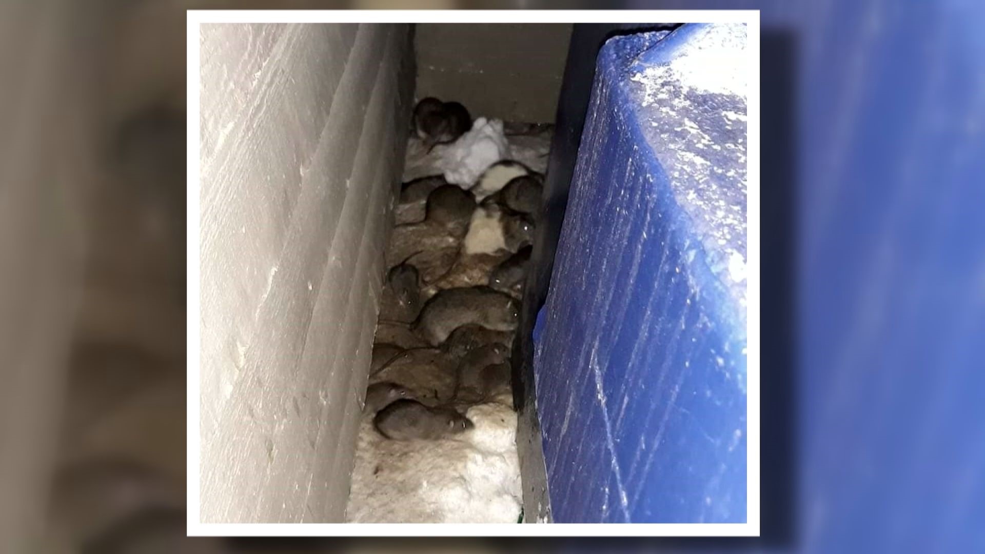 The owners of Pembrooke on the Green in southeast Denver have been fined thousands of dollars following multiple reports of rats on the property.