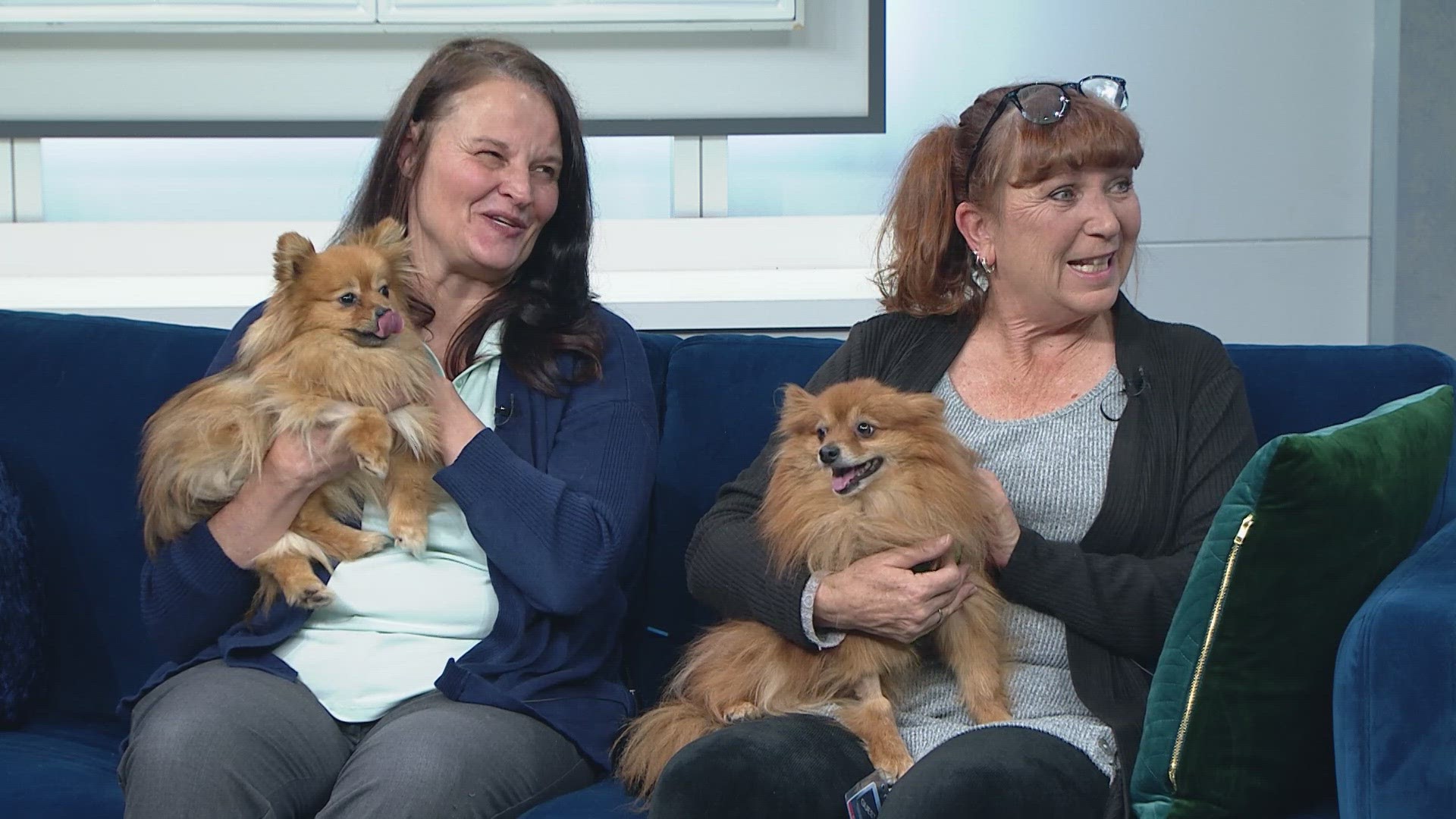 Cinderella and Belle are two Pomeranian pups looking for a forever home.