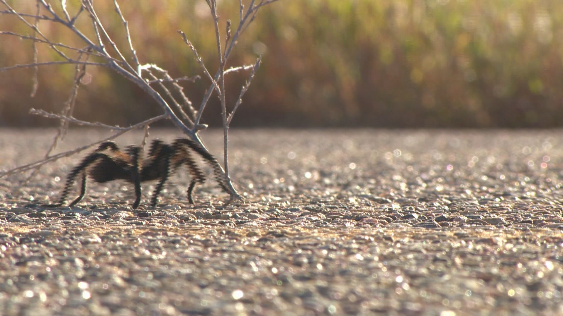 Tarantula Migration Expected To Crawl Through Colorado | 9news.com