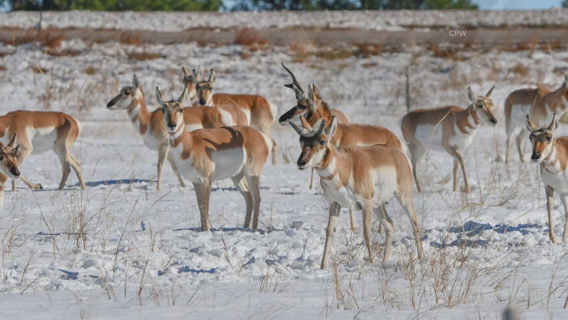 Thornton Police Sergeant Matt Cabot wants to educate drivers as more than 100 pronghorns were hit and killed earlier this month.  