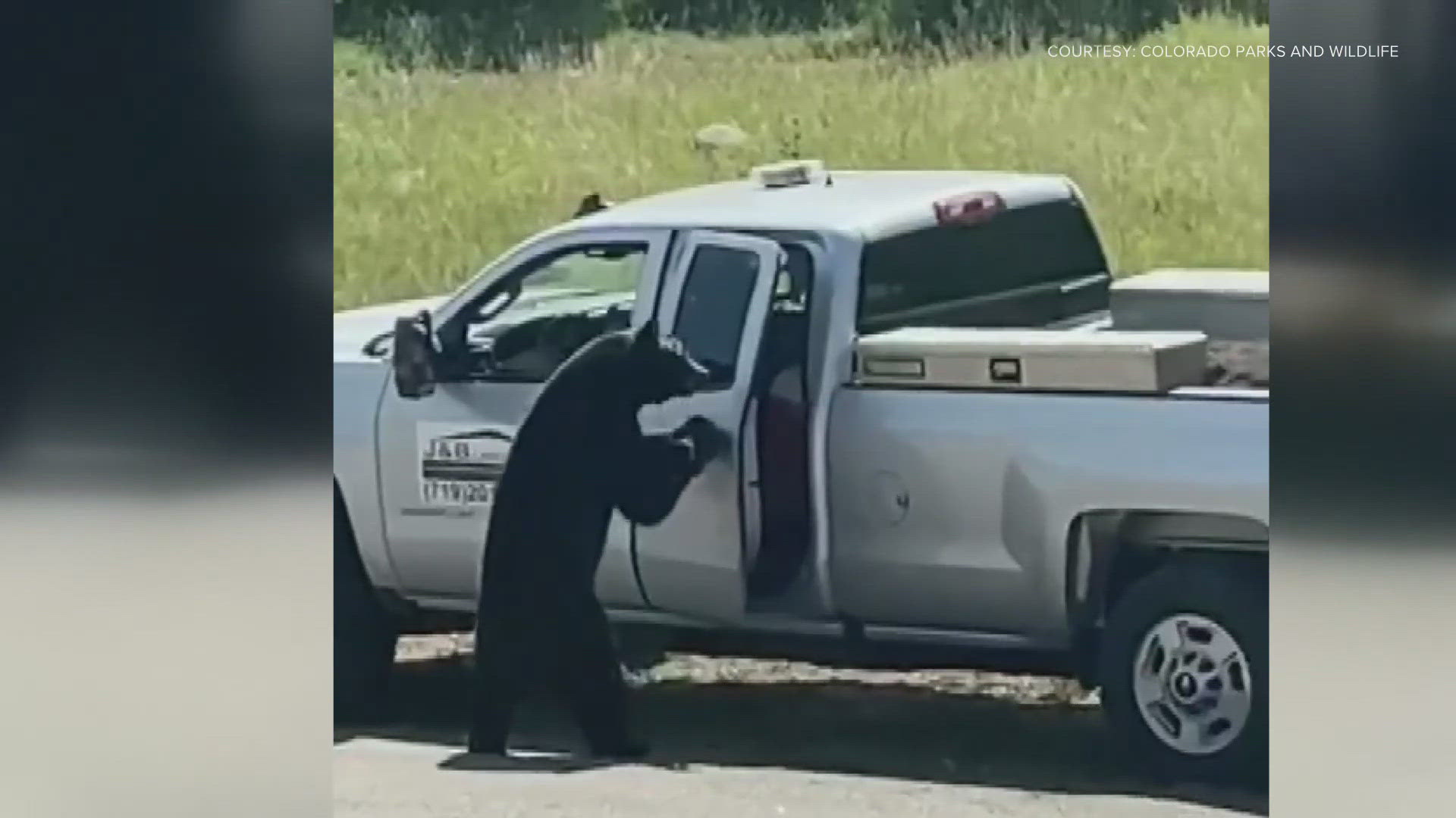 Fort Collins in particular has seen an increase in bear reports in 2024, Colorado Parks and Wildlife said.