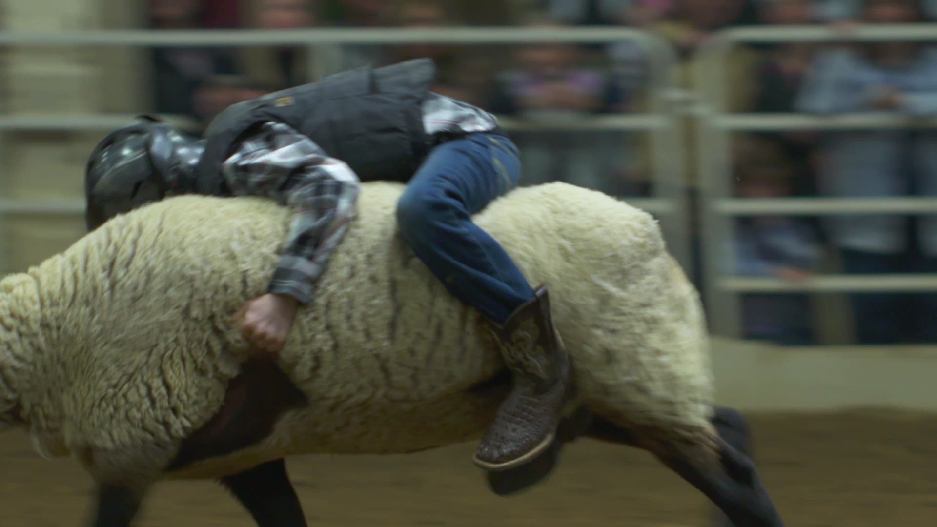 Children ages 5-7 ride sheep at the Mutton Bustin' event at the 2020 National Western Stock Show.