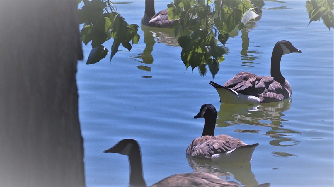 Denver goose roundups Aren't geese protected under federal law