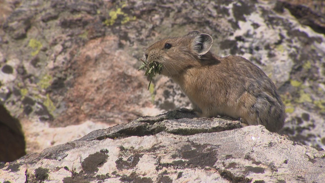 How to help researchers track pika in Colorado