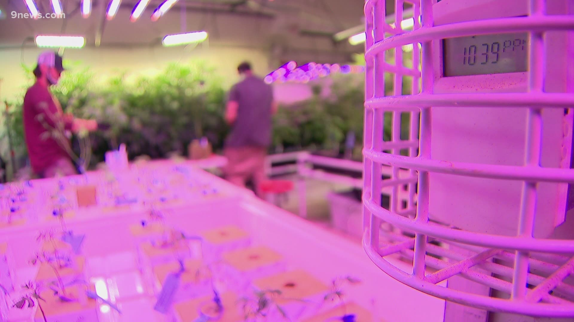 This could have a big impact on the marijuana industry in Denver.