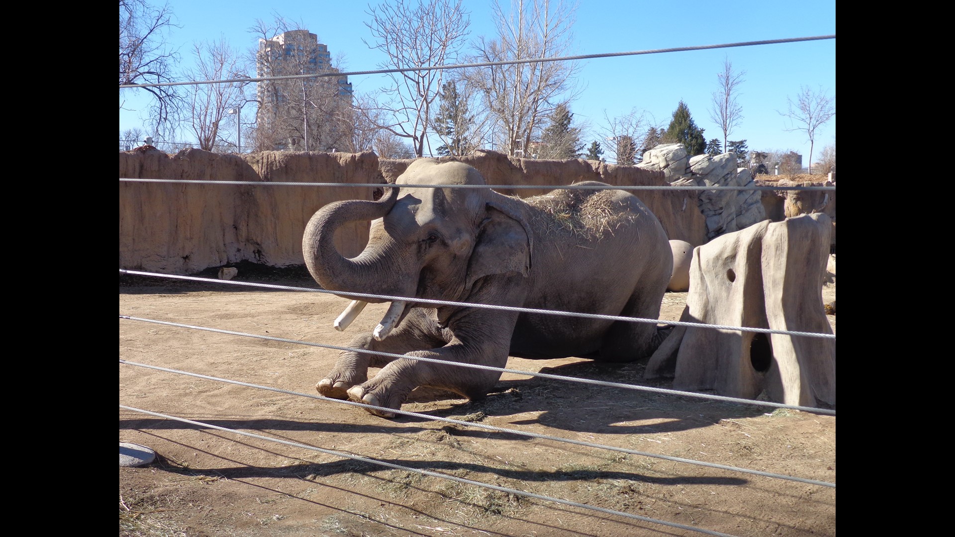 Photos: Majestic elephants at the Denver Zoo | 9news.com