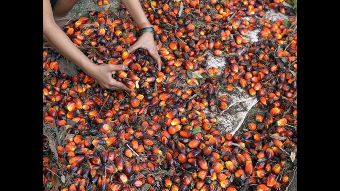 What is palm oil?