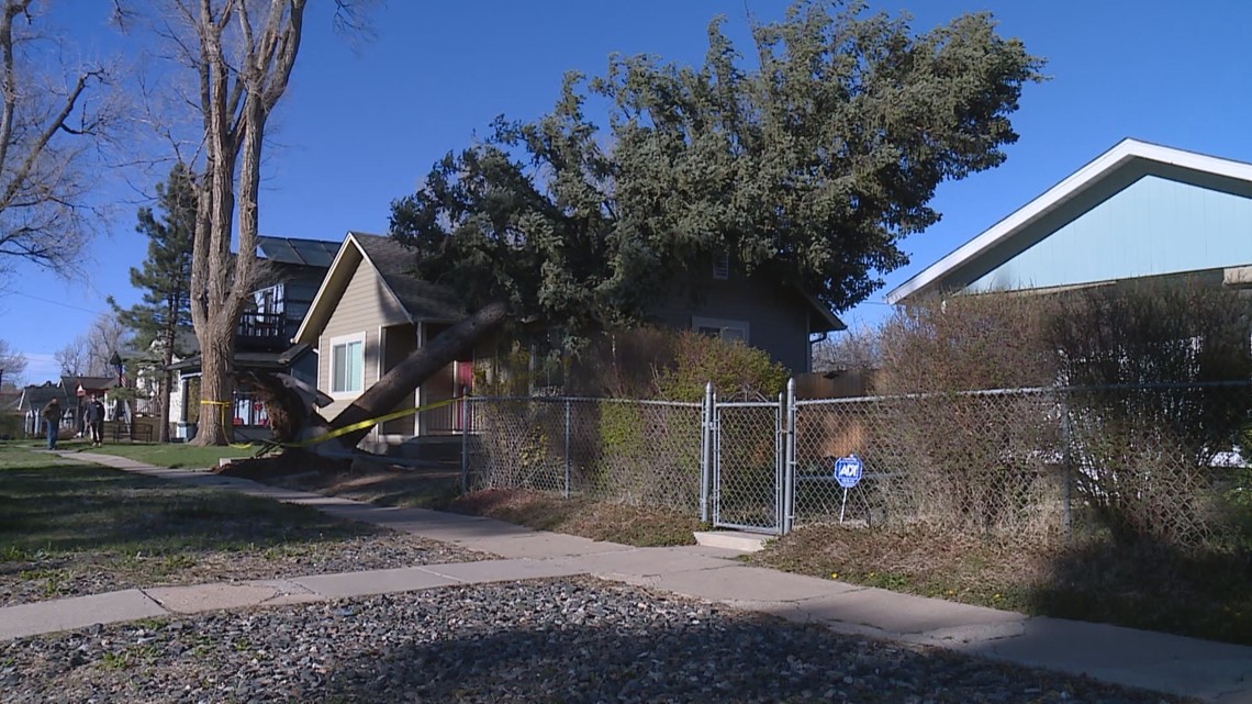 Here’s what to do about your downed trees in Denver