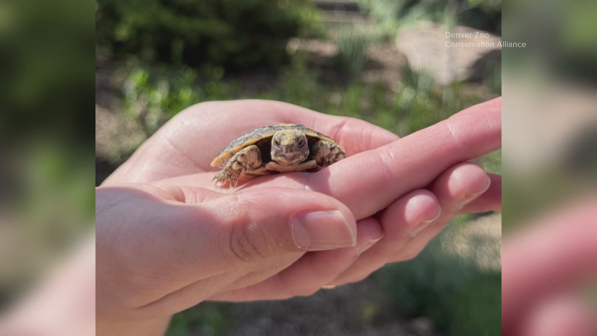 The people have spoken, and the Denver Zoo's newest baby has a new name: Maple!