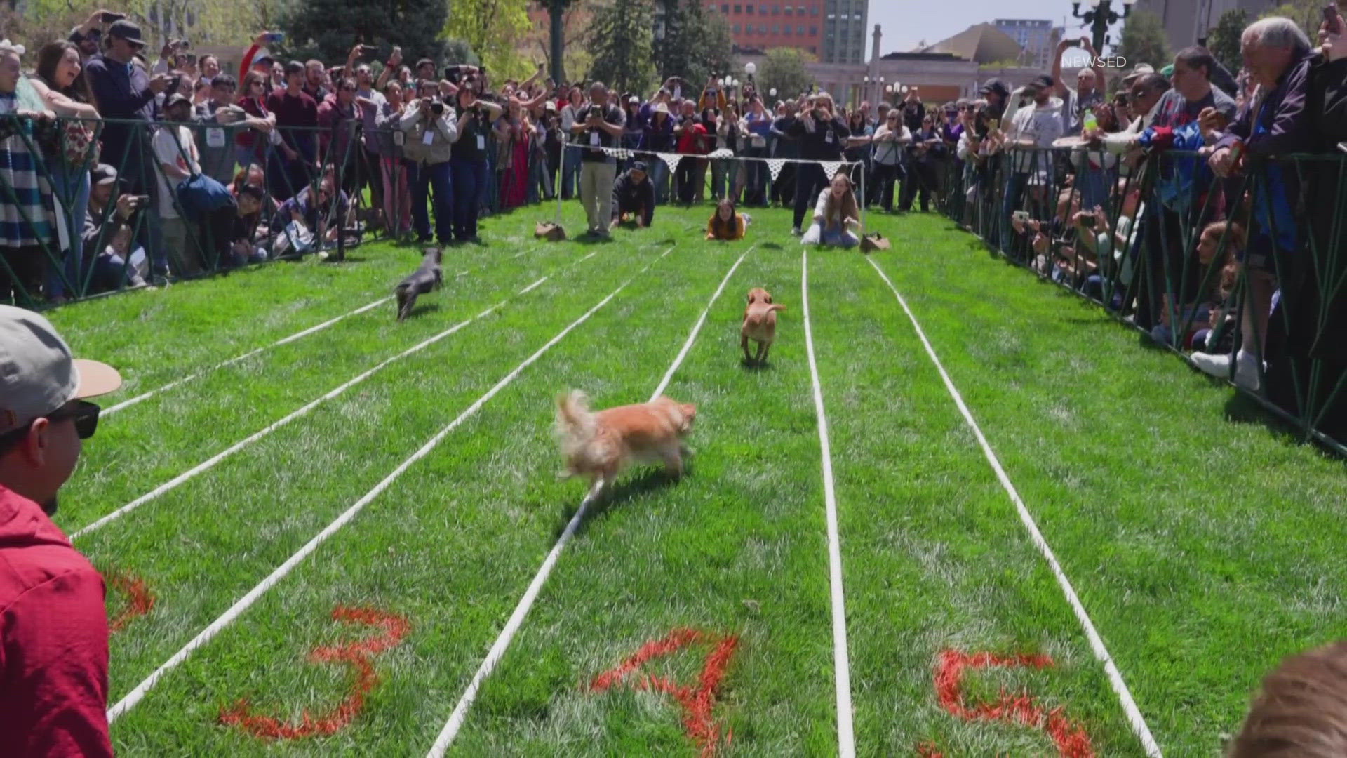 Denver's Cinco de Mayo festival returns this weekend at Civic Center Park, and the popular chihuahua races will take center stage on Saturday. 