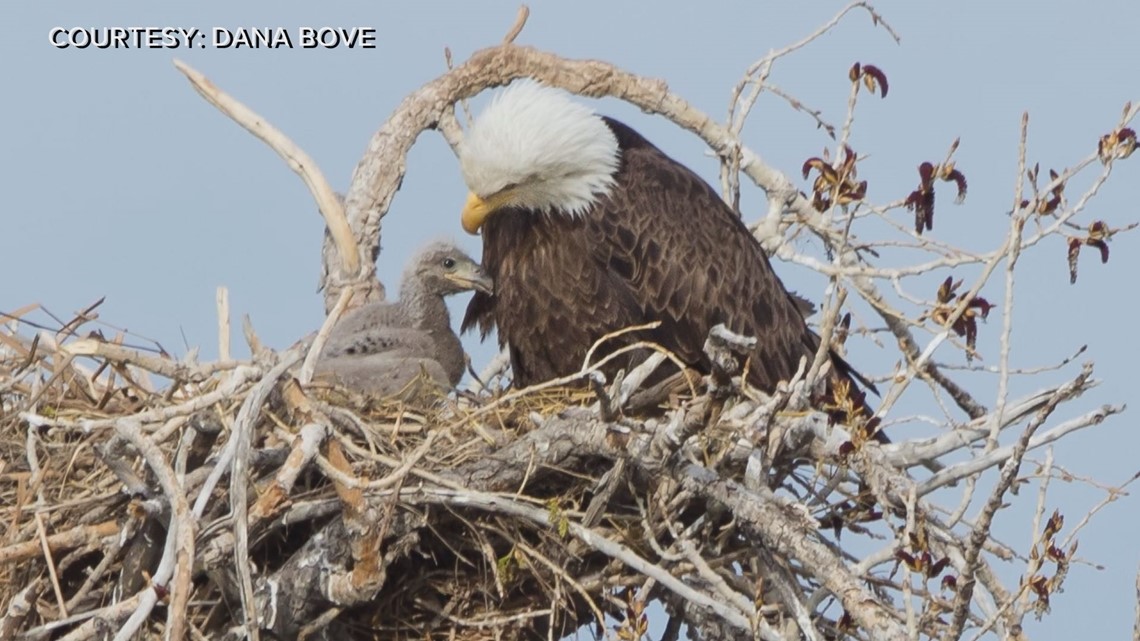 Developer seeks 'disturbance permit' to build near bald eagle nest in