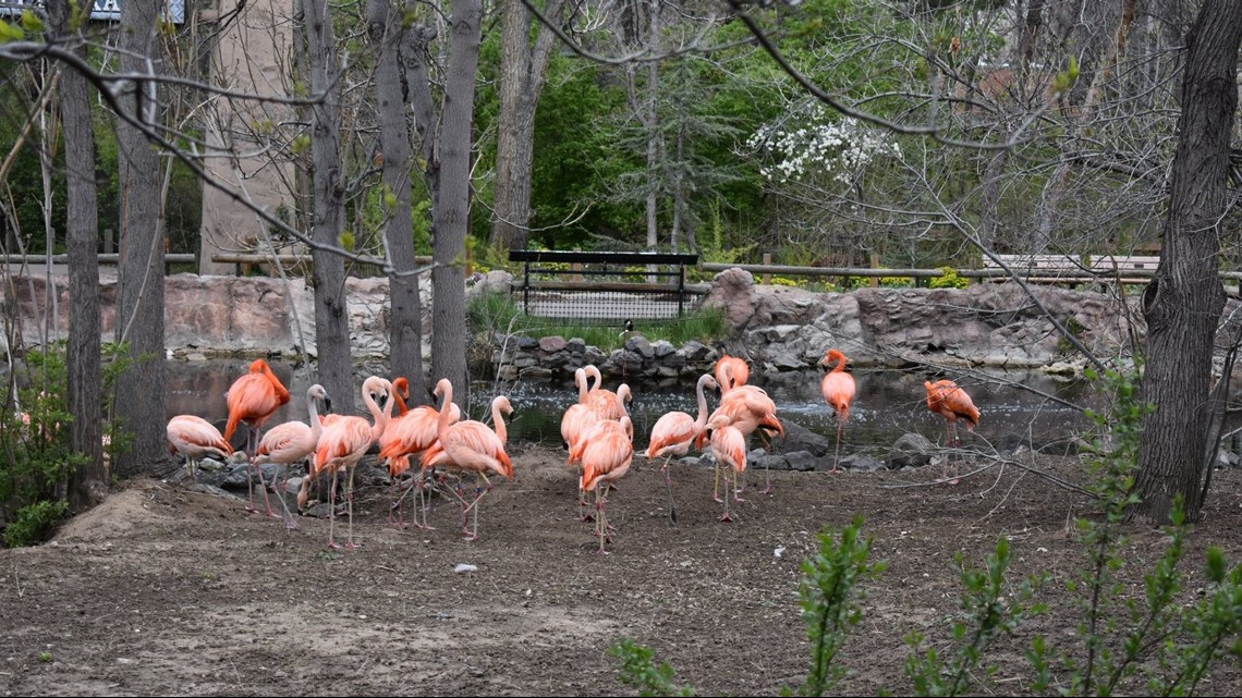 Zoo To Do Patron Party Had Flamingos In The Yard And Guests Seeing