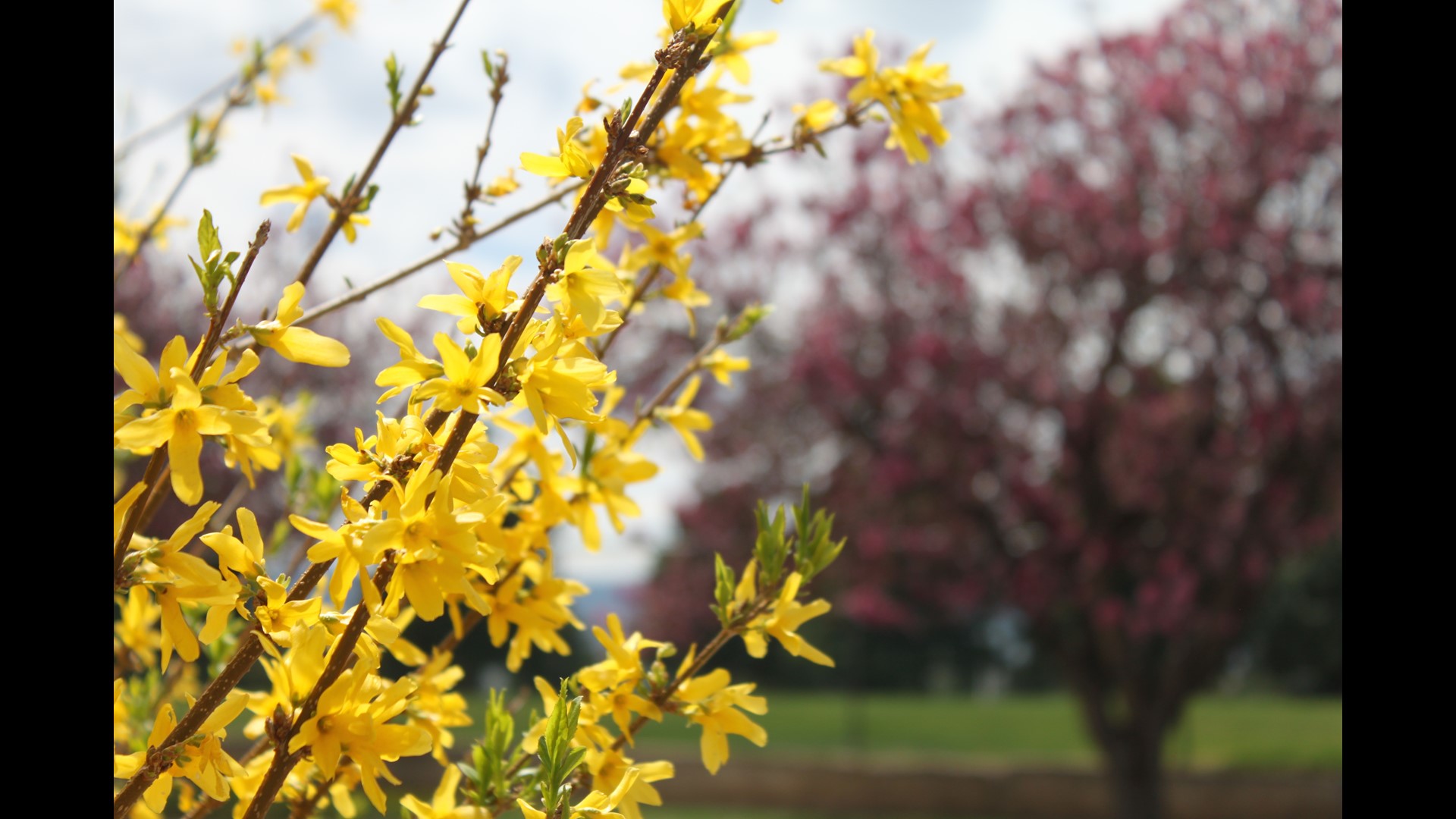 These are some of the best places to see wildflowers in Colorado