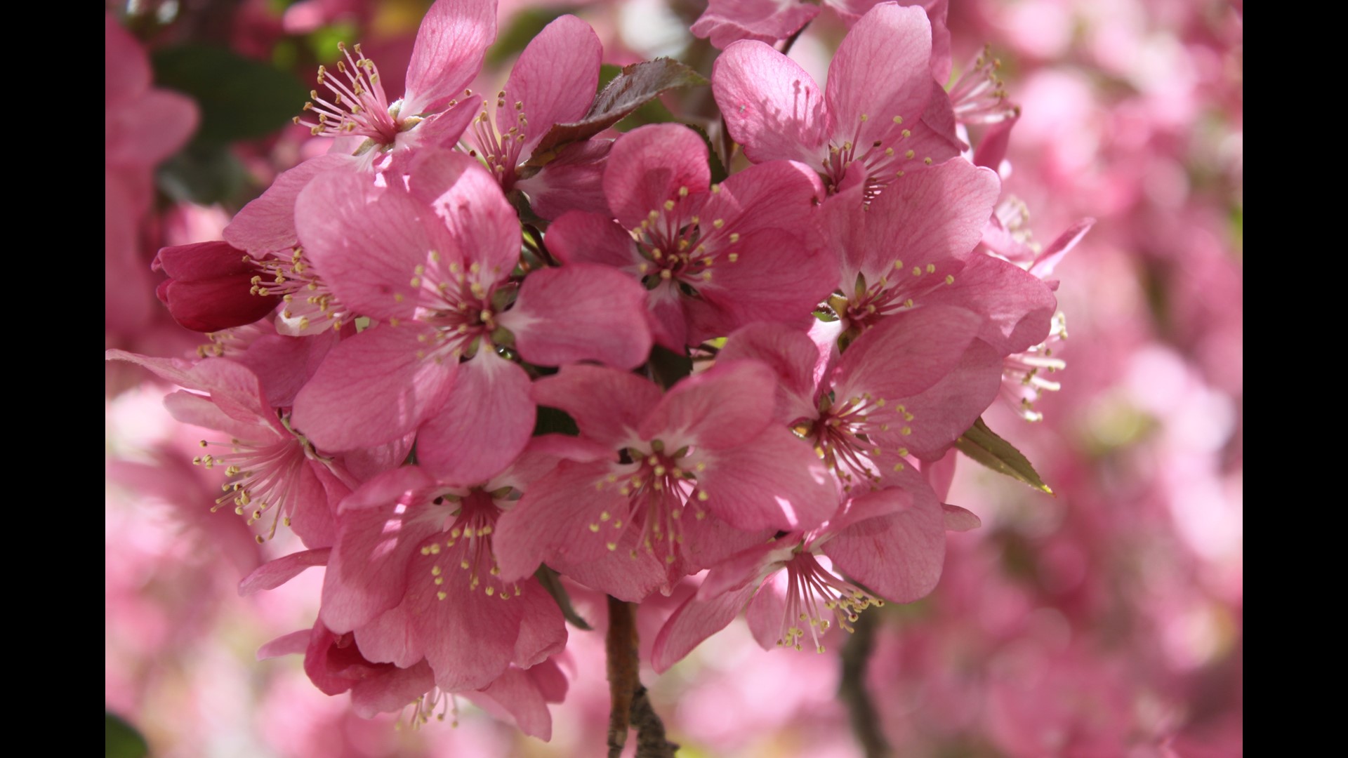 These are some of the best places to see wildflowers in Colorado