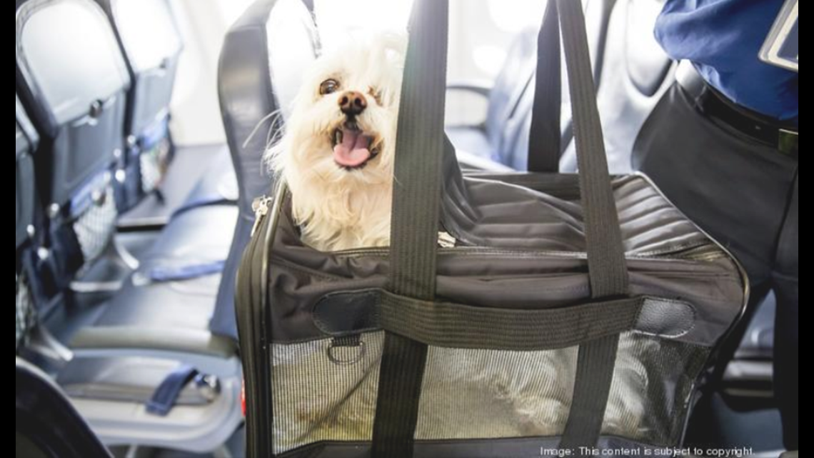 United Airlines introduces new pet policies after dog died on flight