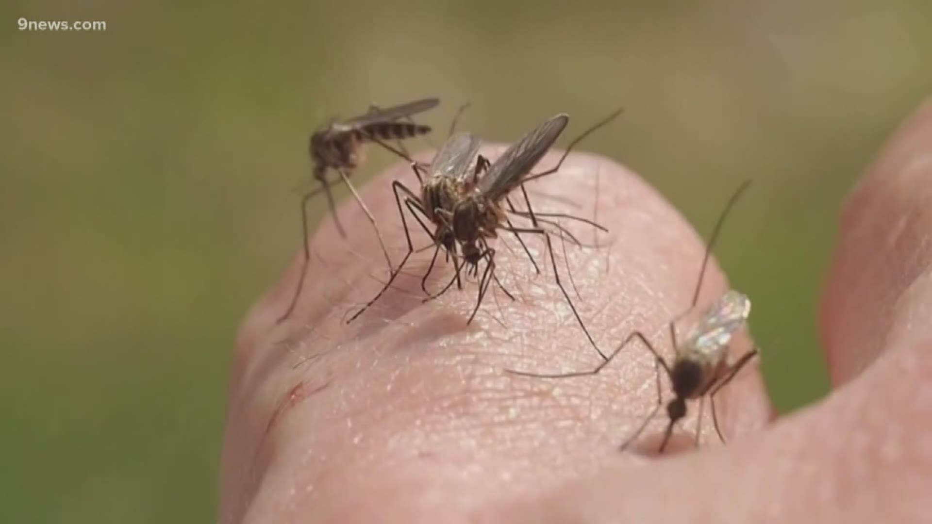 There have been no human cases of West Nile in Adams County so far this year.