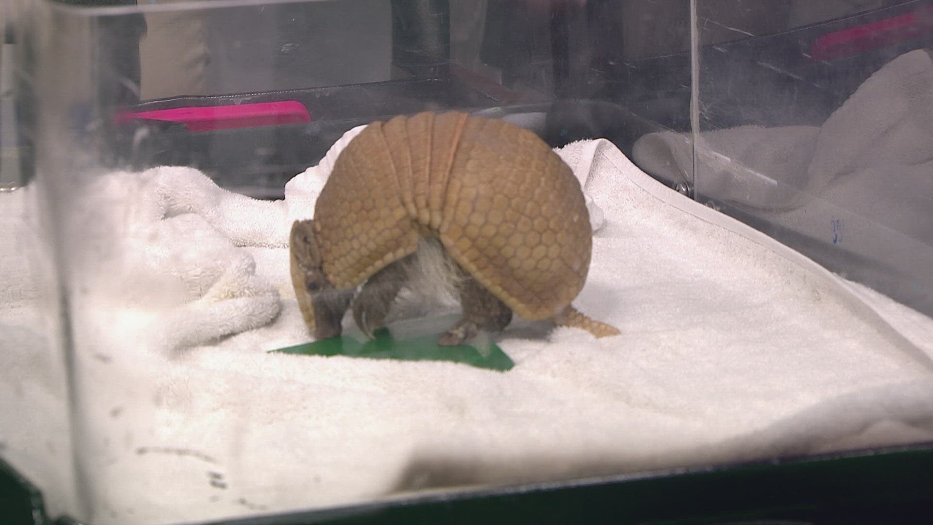 Three Banded Armadillos Royce and Lady Gaga can be seen at Denver's Downtown Aquarium.