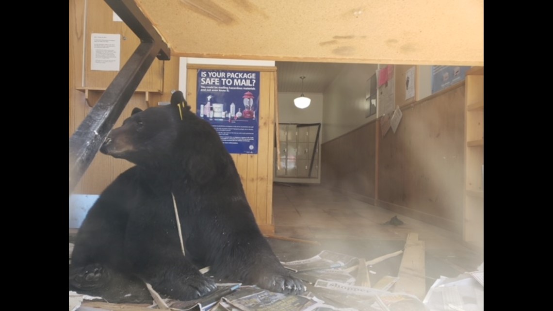 Bear put down after breaking into post office | 9news.com