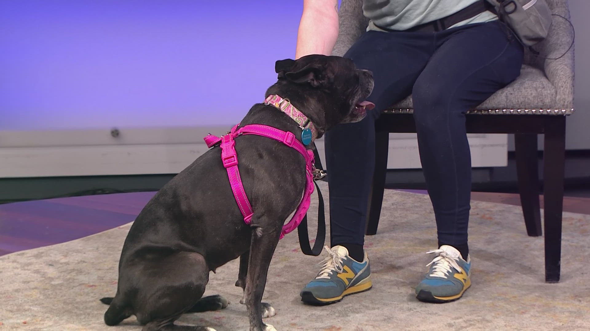 To learn more about Mrs. Nesbit and other dogs, visit PawsCo!