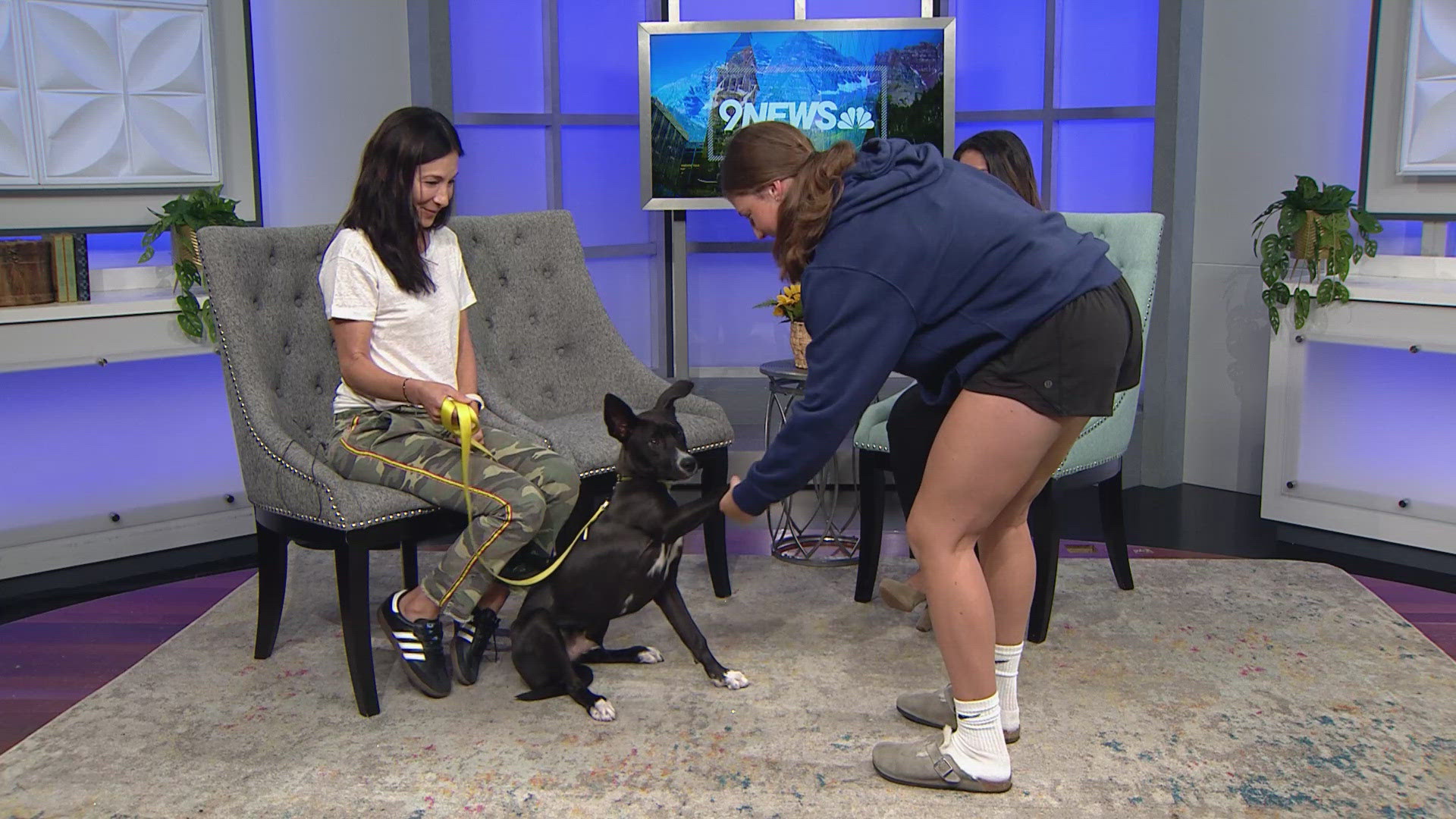 Meet Tommy: a 6-month old Shepard-Lab mix who is up for adoption from the Evergreen Animal Protective League.