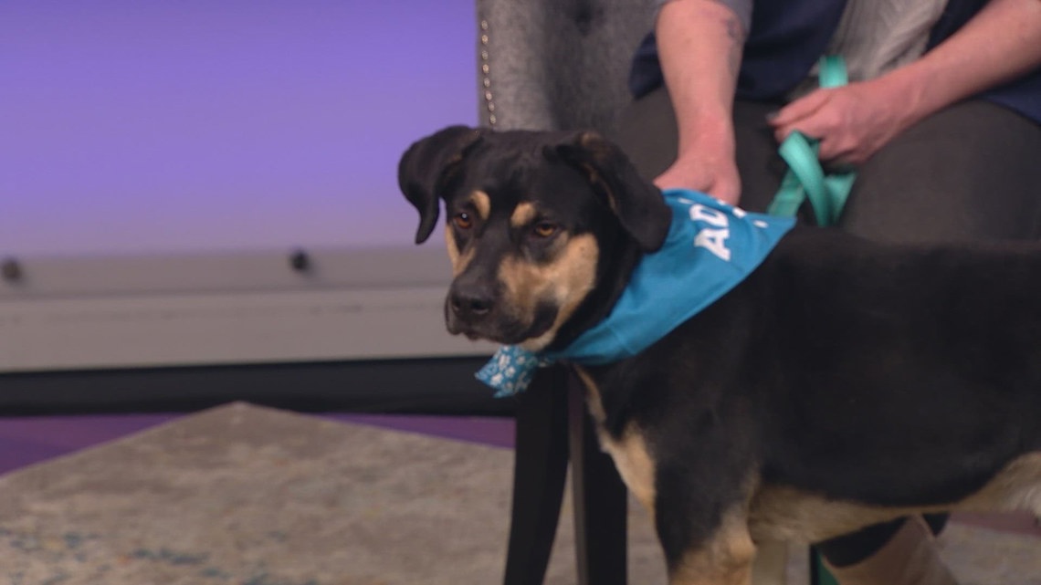 Sweet and talkative pup needs a forever home | 9news.com