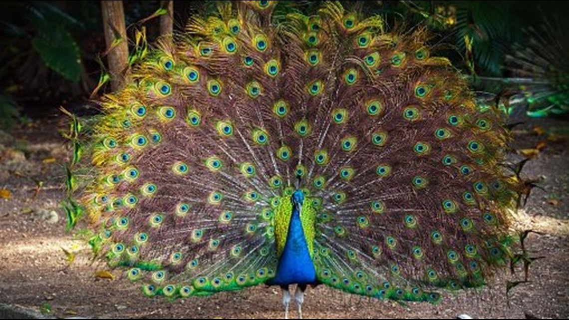 1 peacock hit and killed by car after 8 escape the Denver Zoo | 9news.com