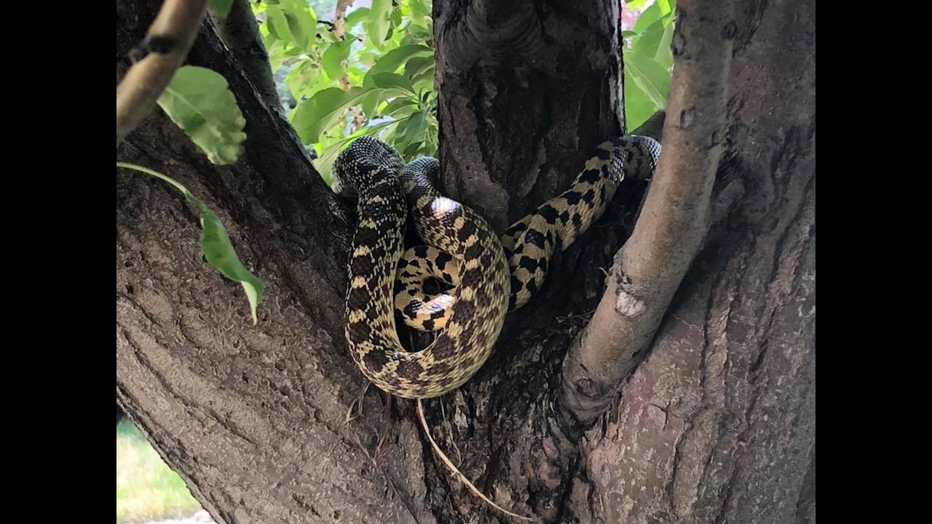 Erie homeowner finds large snake curled around tree | 9news.com