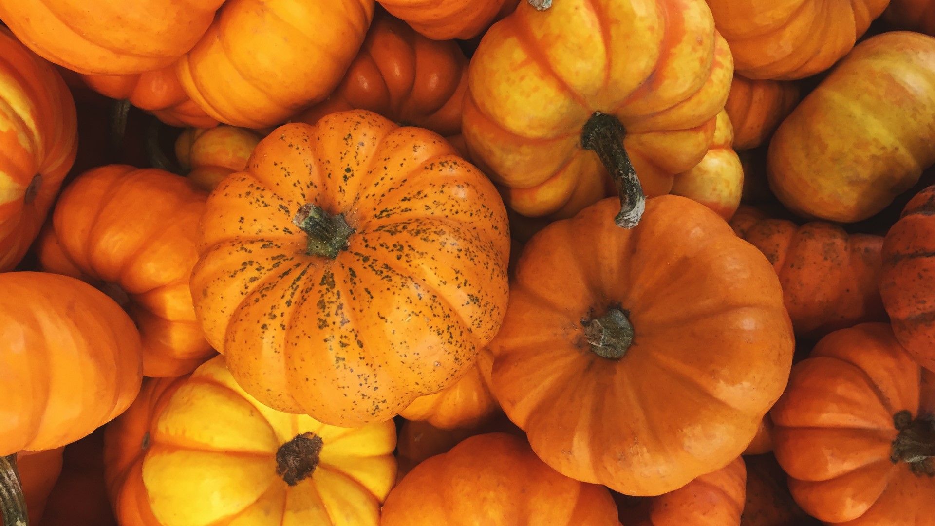 Roasted mini sweet pumpkins are tasty and easy to make. 9NEWS Nutritionist Malena Perdomo shows us how.