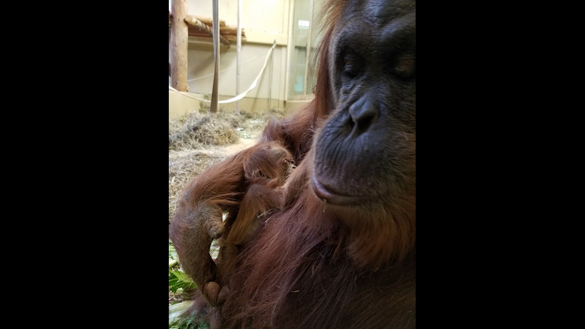 Cheyenne Mountain Zoo to remove Monkey Pavilion in Nov. 2020 | 9news.com