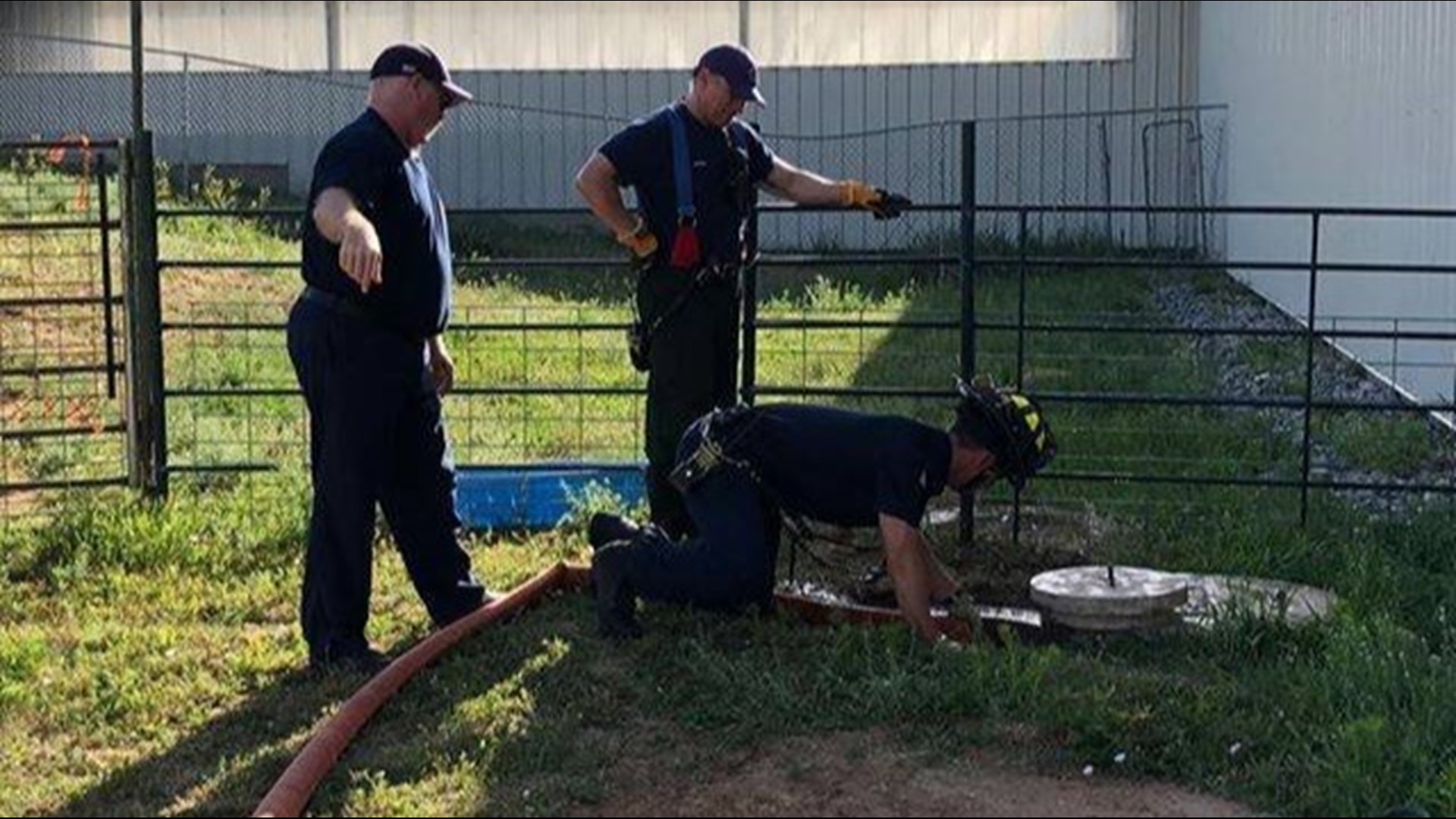 Gorgeous Watch: Firefighters Give Water To Thirsty Joeys At Wa Fire Abstract Collection Gorgeous Watch: Firefighters Give Water To Thirsty Joeys At Wa Fire Abstract Collection