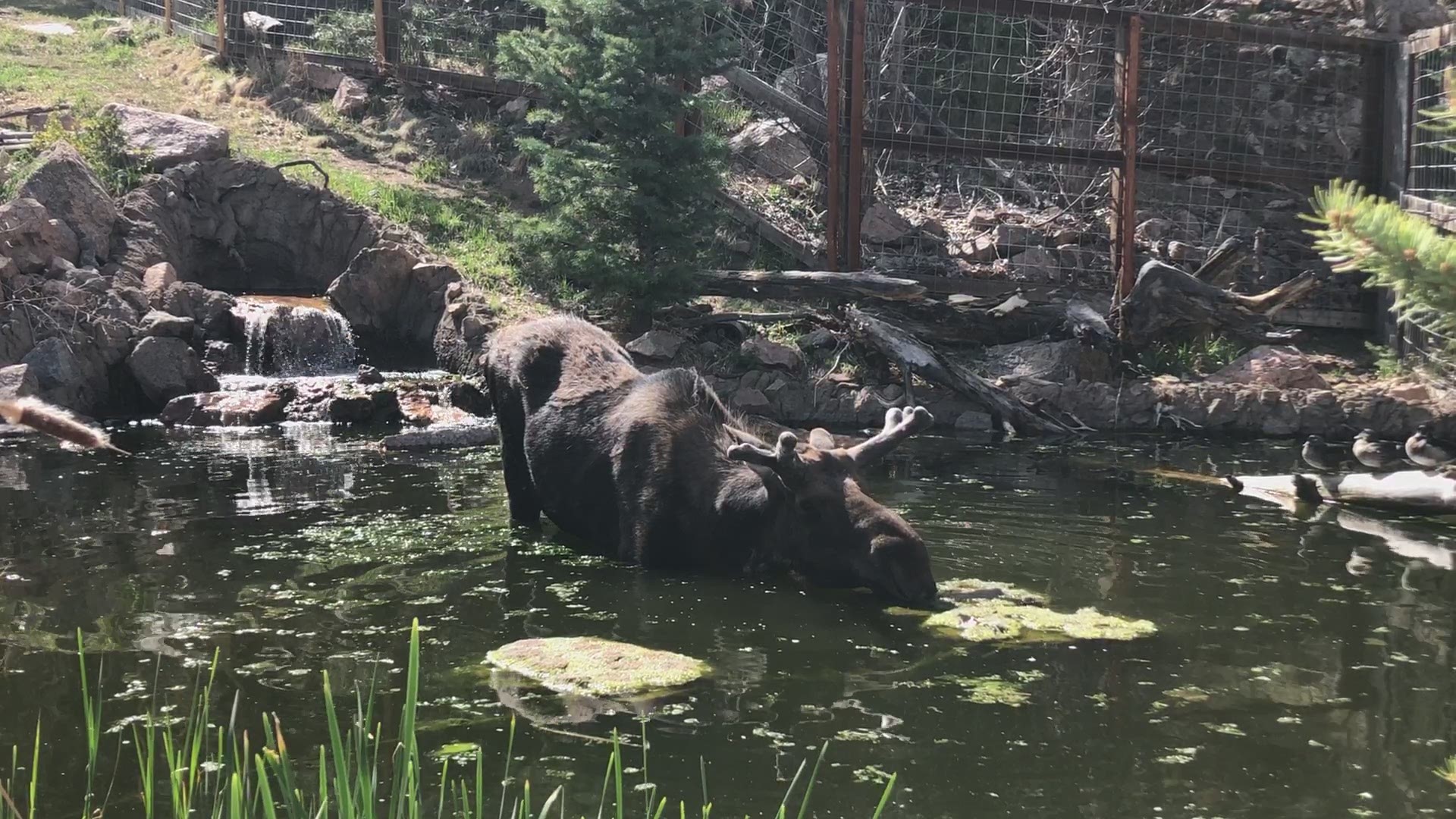 Staff at the Cheyenne Mountain Zoo said goodbye to a beloved moose named Tahoma last weekend. (Video courtesy Cheyenne Mountain Zoo.)