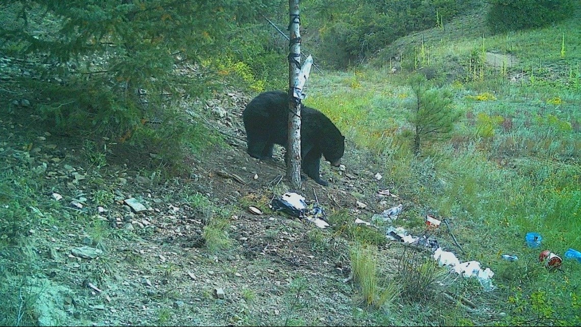 Salida man's game camera proves he used illegal baiting to kill bears
