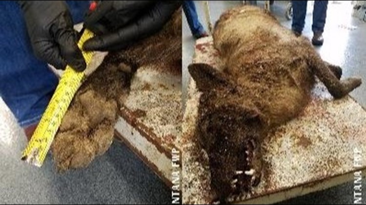 That Mysterious Wolf Like Creature Shot In Montana Turned