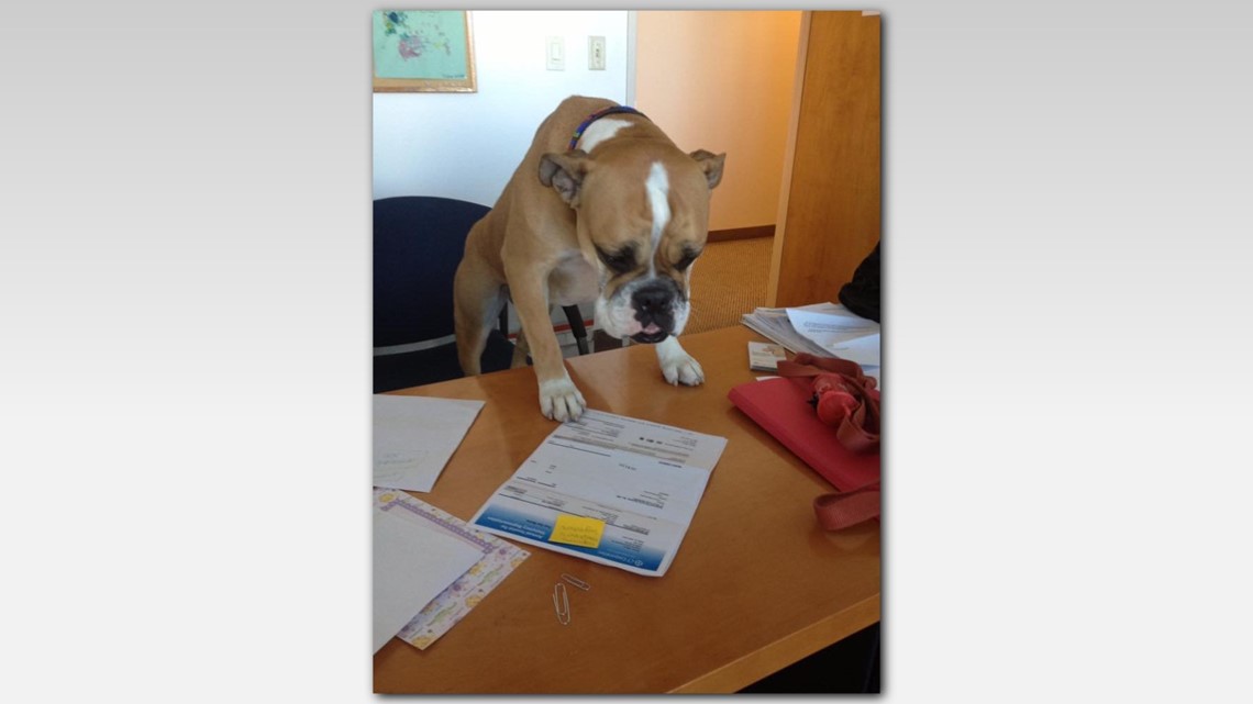 Dogs take over offices on Take Your Dog to Work Day