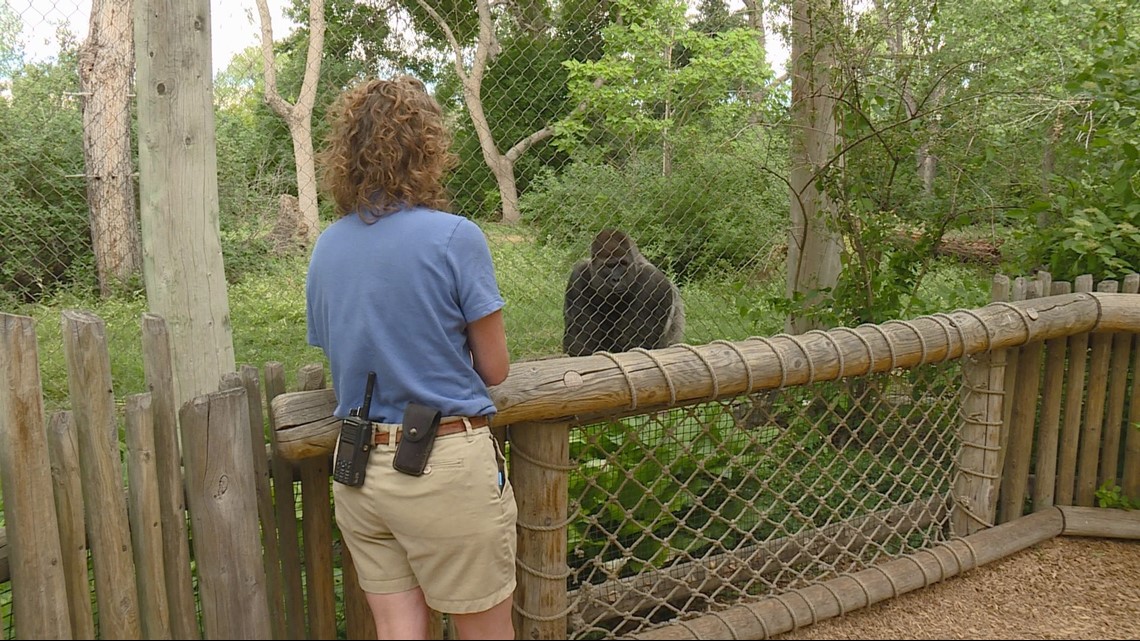 Denver zookeeper shows how she bonds with gorillas following Koko's