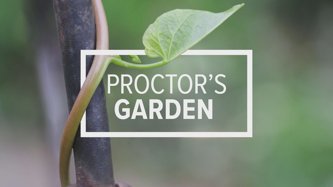Proctor's Garden Salvage tender plants