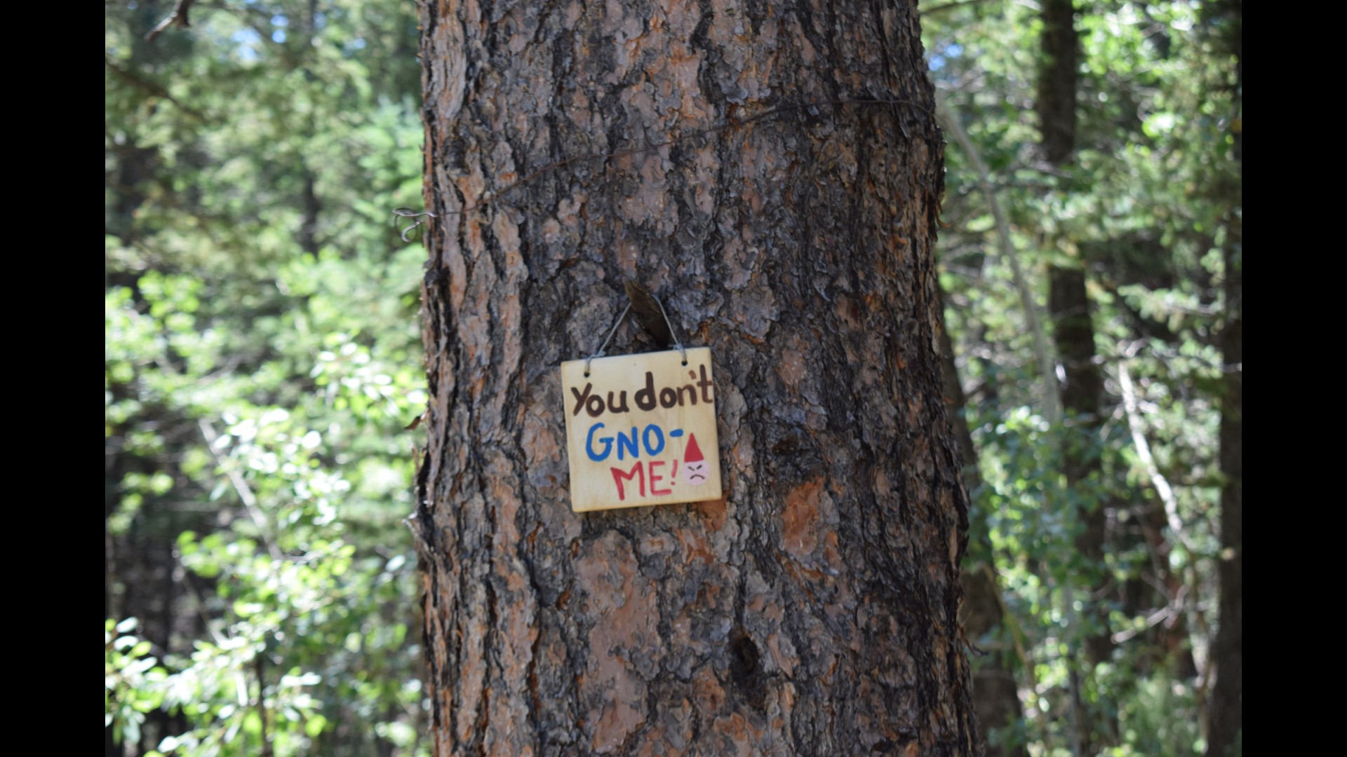 PHOTOS Exploring Gnome Road in Red Feather Lakes