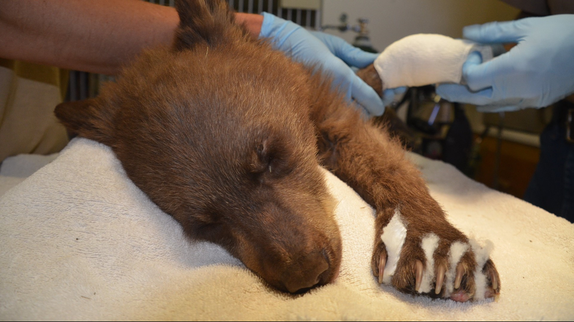 CPW rescues bear cub with severe burns from 416 Fire | 9news.com