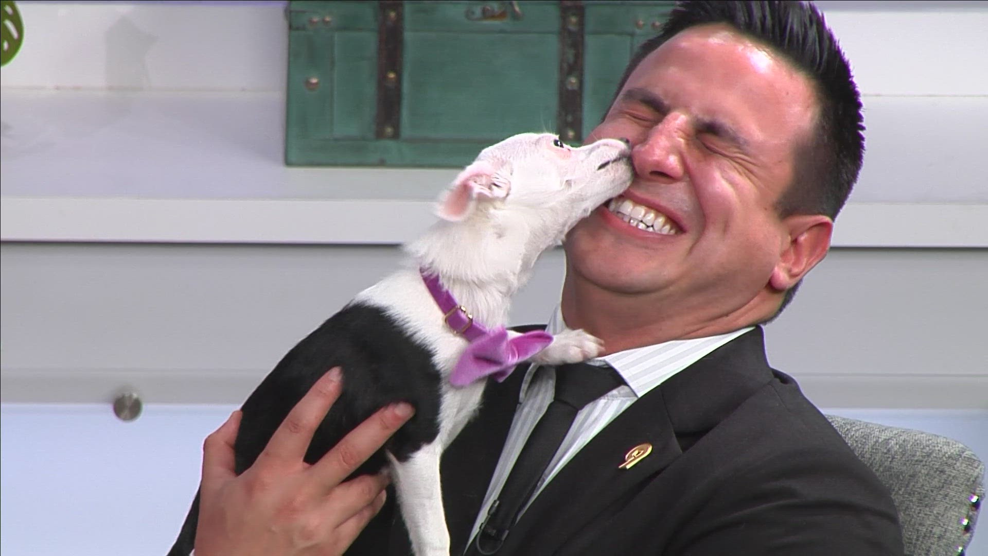 Three-month-old Maebel, who is available for adoption from the NoCo Humane Society in Loveland, gave 9NEWS Anchor Jordan Chavez a face bath Friday morning.