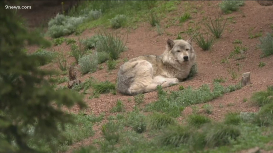 Possible wolf sighting in Larimer County | 9news.com