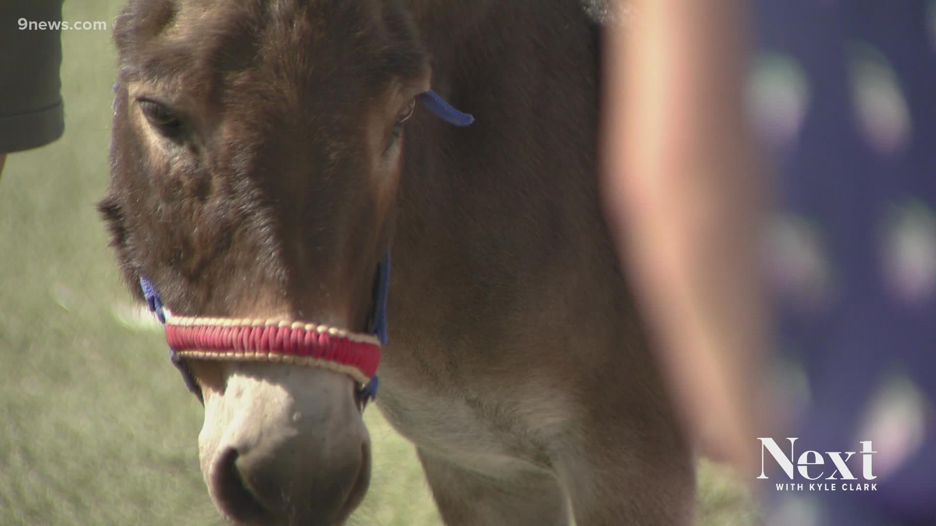 School of Mines mascot "Blaster" is soon to retire so burros Winky and Pepsi will split Blaster's duties.