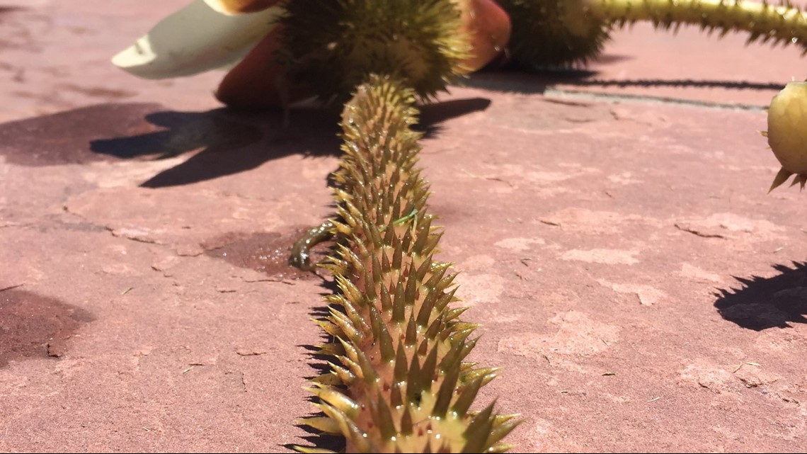 Hudson Gardens' summer concerts canceled for a 4th time