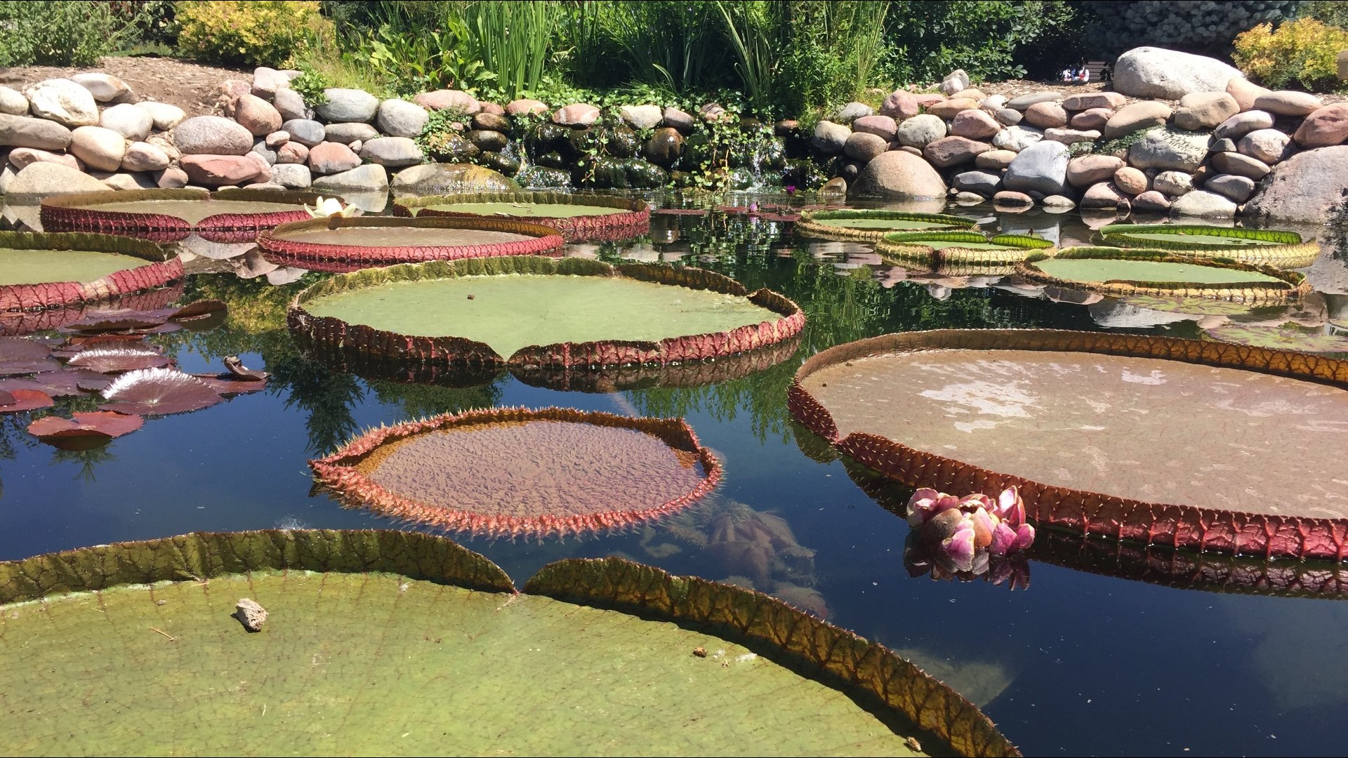 Hudson Gardens' summer concerts canceled for a 4th time